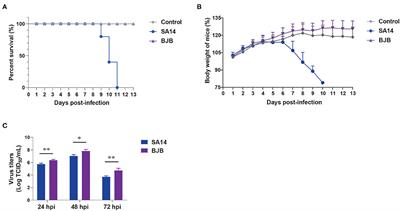 3′UTR SL-IV and DB1 Regions Contribute to Japanese Encephalitis Virus Replication and Pathogenicity